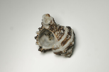 Shell on a white background, indoor photo