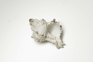 Shell on a white background, indoor photo