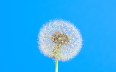 White round dandelion on the blue background