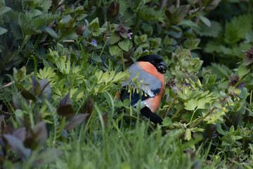 Male Eurasian bullfinch, Pyrrhula pyrrhula eating fresh plant parts in lush European garden during a spring day in May	