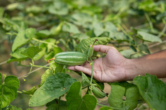 Hand holding green pointed gourd in vegetable garden