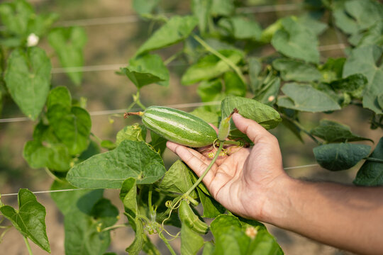 Hand holding green pointed gourd in vegetable garden