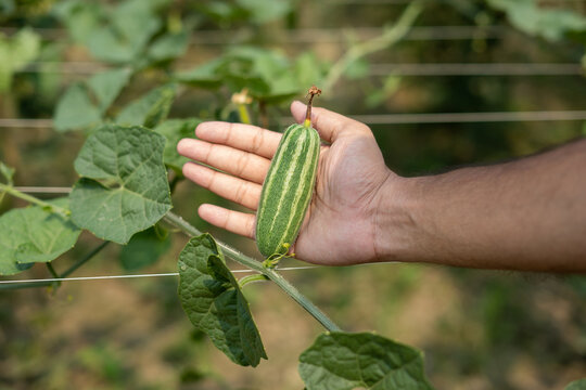Hand holding green pointed gourd in vegetable garden