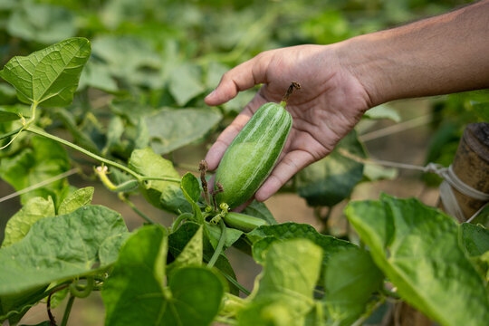 Hand holding green pointed gourd in vegetable garden