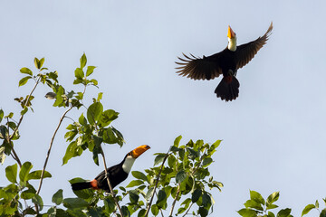 A Toco toucan also knows as Tucano flying over a tree in the forest of the cerrrado biome. Species Ramphastos toco.  Bird lover. Birdwataching. Birding. Animal world.