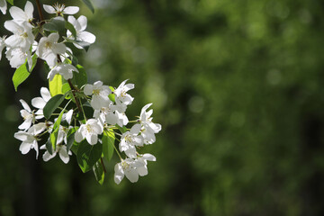 Branch of a blossoming fruit tree with beautiful white flowers on blurry green background. Photo with copy space