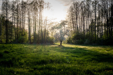 Drzewo © MagicEarthPlanet