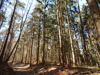 trees in the forest