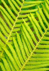 Green fern branches, herbarium, juicy green leaves close-up