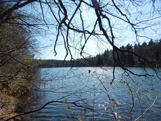 Fototapeta premium reflection of trees in the water