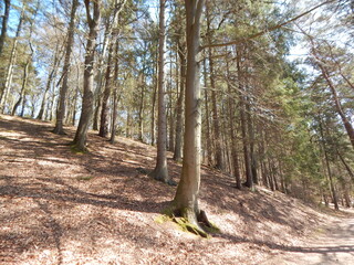 footpath in the forest
