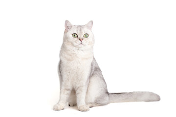 Adorable white british cat ,sitting isolated on white background