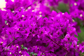 Plakat Violet bougainvillea flowers, ivy flowers