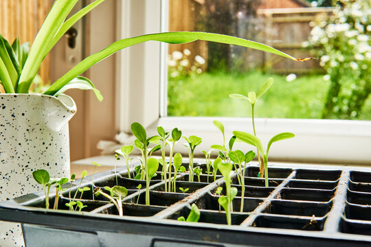 plant seedlings growing in a propagation tray