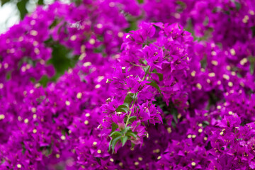 Fototapeta premium Violet bougainvillea flowers, ivy flowers