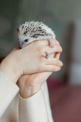 Girl holds cute hedgehog in her hands. Portrait of pretty curious muzzle of animal. Favorite pets. Atelerix, African hedgehogs. High quality photo
