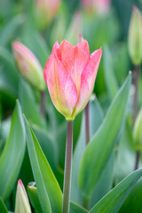 Fototapeta premium Closeup of first coral colored tulip blooming in a field of fresh flower buds ready to open, as a nature background 