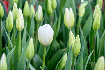 Fototapeta na wymiar Closeup of first white tulip blooming in a field of fresh flower buds ready to open, as a nature background 