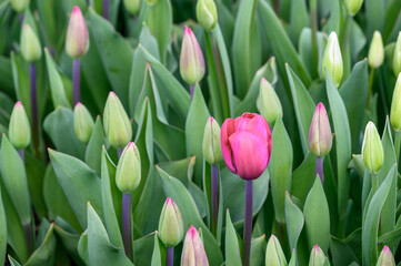 Closeup of first pink tulip blooming in a field of fresh flower buds ready to open, as a nature background
