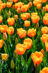 Bright orange tulips backlit by the sun on a bright spring day, as a nature background
