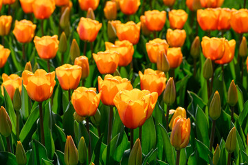 Bright orange tulips backlit by the sun on a bright spring day, as a nature background
