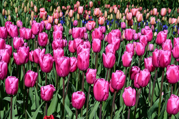 Shades of pink tulips in a mass planting blooming in a spring garden on a sunny day, as a nature background
