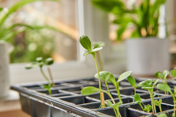 plant seedlings growing in a propagation tray