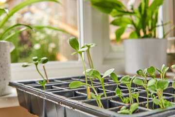 plant seedlings growing in a propagation tray