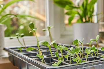plant seedlings growing in a propagation tray