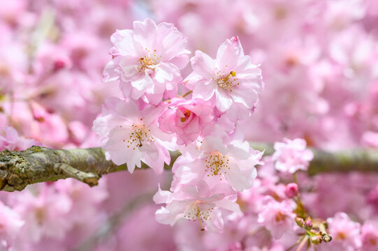 Abundance of pink double blooms on an ornamental tree in early spring, as a nature background
