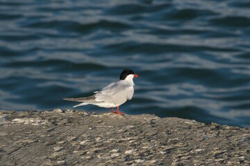 The common tern (Sterna hirundo) is a seabird in the family Laridae.