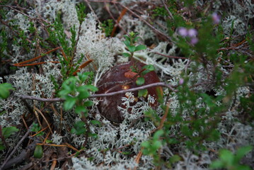 Small porcini mushroom among the moss. In the forest, among light green lichen, heather sprouts and fallen branches and needles, a small mushroom with a brown cap and a thick white stem has grown.