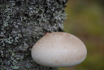 Tree mushrooms on a birch. On a diseased tree with white bark, several semicircular white tree mushrooms have grown. They grow on different sides of the trunk.
