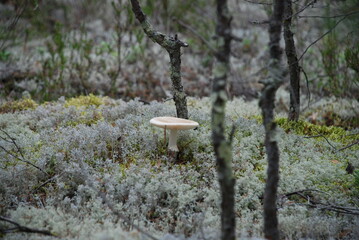 Pale grebe in a pine forest. Among the light green lichen, heather sprouts and fallen branches and needles, a small poisonous mushroom has grown with a pale white cap and a white-gray stem.
