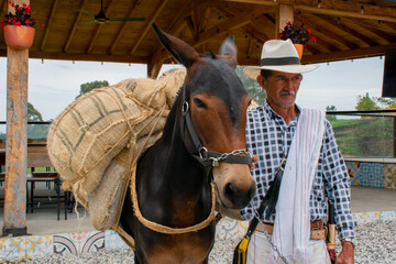 hombre paisa, campesino, con traje tipico, al lado de una mula que transporta carga 