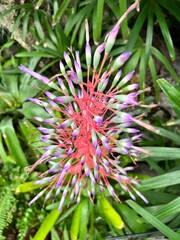 beautiful strange plant