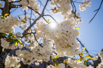 Close-up of white cherry blossom in full bloom in springtime.