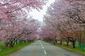 Naklejka premium 北海道浦川町優駿さくらロード