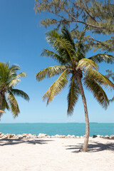 Fototapeta na wymiar Palm trees in a paradisiacal summer landscape. Key West, Florida