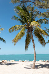 Fototapeta na wymiar Palm tree in a exotic summer landscape. Key West, Florida