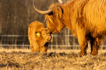 Fototapeta premium A large Highland cattle mother taking care of calf on a spring evening in Estonia, Northern Europe 