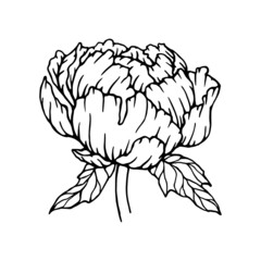 Linear sketches of a peony flower.Vector graphics.
