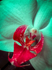 orchid and towel