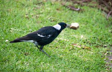 Australian Magpie (Gymnorhina tibicen)