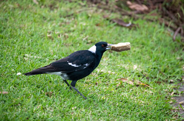 Australian Magpie (Gymnorhina tibicen)