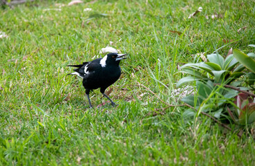 Australian Magpie (Gymnorhina tibicen)
