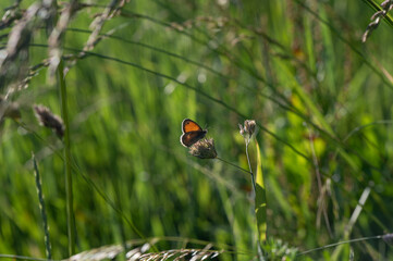 Coenonympha pamphilus - Small heath - Fadet commun - Procris