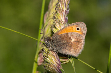 Fototapeta premium Coenonympha pamphilus - Small heath - Fadet commun - Procris