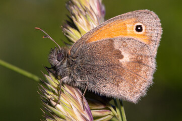 Coenonympha pamphilus - Small heath - Fadet commun - Procris