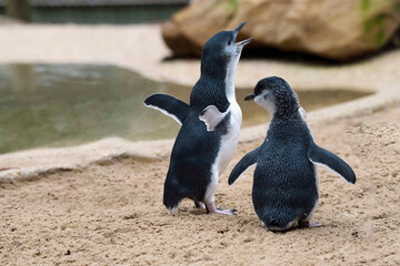 Fototapeta premium Little Blue Penguin (Eudyptula minor)